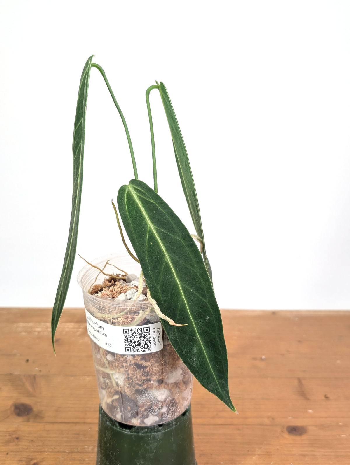 Anthurium Warocqueanum 'Queen' - Exact Dark Narrow Plant 4" Pot (#26E)