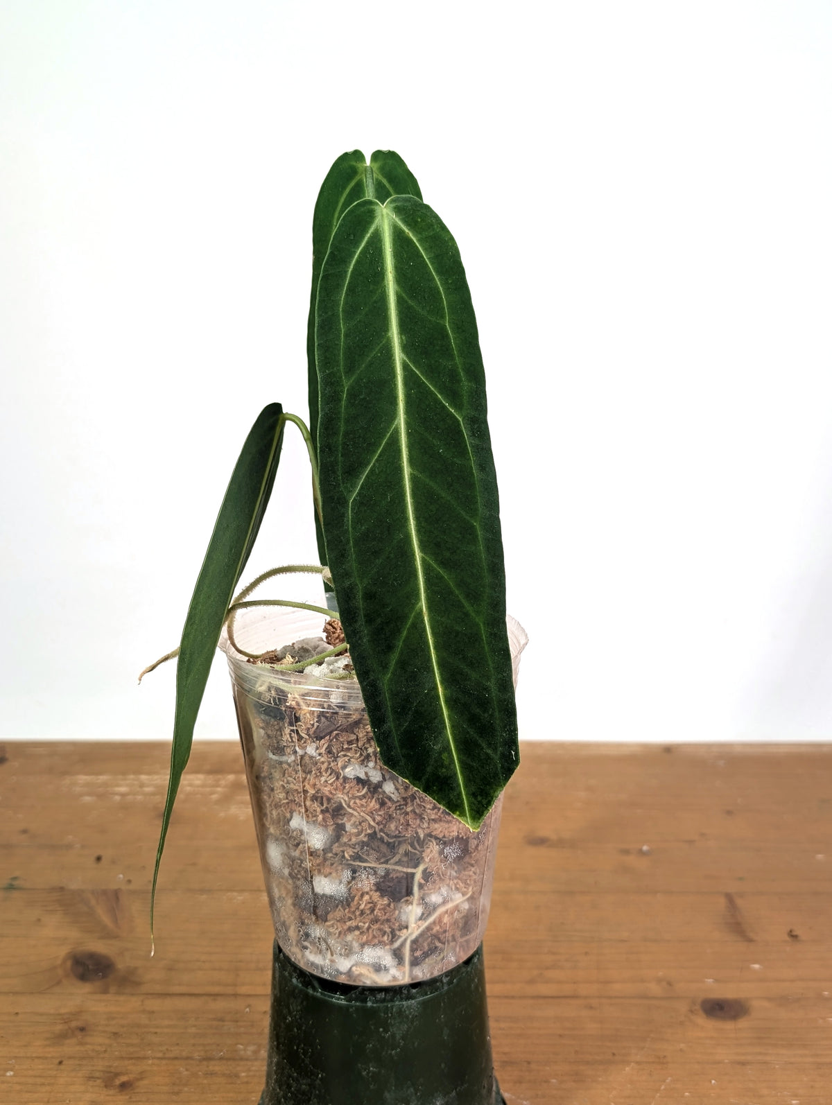 Anthurium Warocqueanum 'Queen' - Exact Dark Narrow Plant 4" Pot (#26E)
