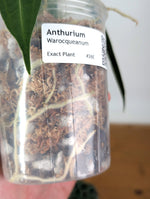 Anthurium Warocqueanum 'Queen' - Exact Dark Narrow Plant 4" Pot (#26E)