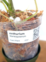 Anthurium Warocqueanum 'Queen' - Exact Dark Narrow Plant 4" Pot (#26F)