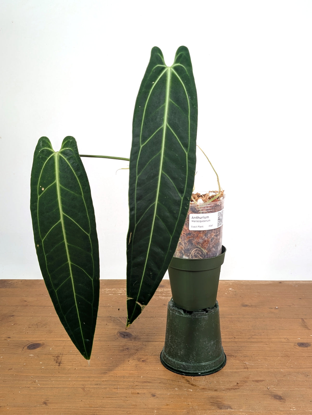Anthurium Warocqueanum 'Queen' - Exact Dark Narrow Plant 4" Pot (#26F)
