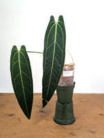 Anthurium Warocqueanum 'Queen' - Exact Dark Narrow Plant 4" Pot (#26F)