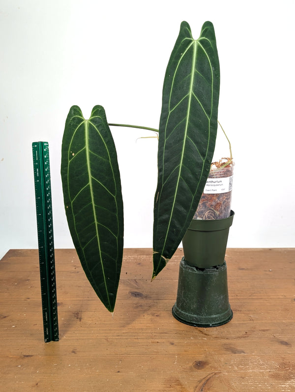 Anthurium Warocqueanum 'Queen' - Exact Dark Narrow Plant 4" Pot (#26F)