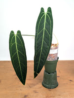 Anthurium Warocqueanum 'Queen' - Exact Dark Narrow Plant 4" Pot (#26F)