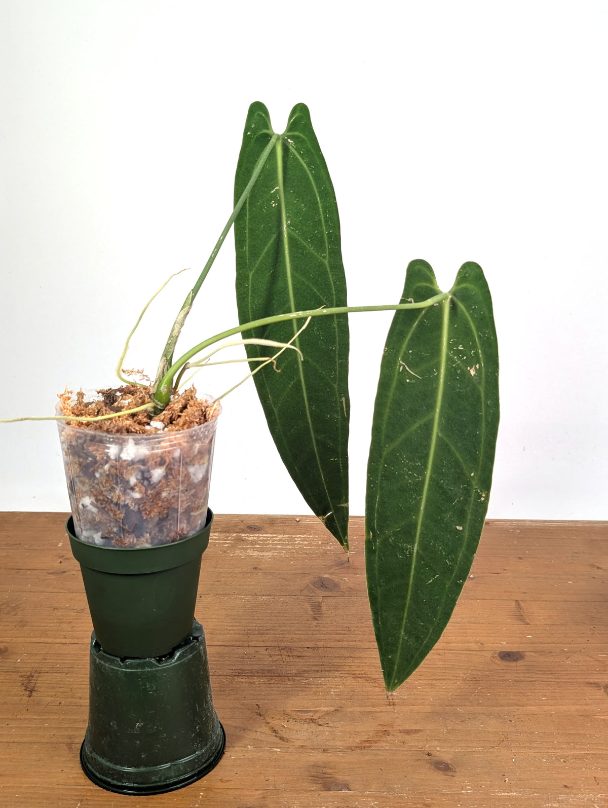Anthurium Warocqueanum 'Queen' - Exact Dark Narrow Plant 4" Pot (#26F)