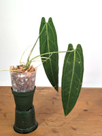 Anthurium Warocqueanum 'Queen' - Exact Dark Narrow Plant 4" Pot (#26F)
