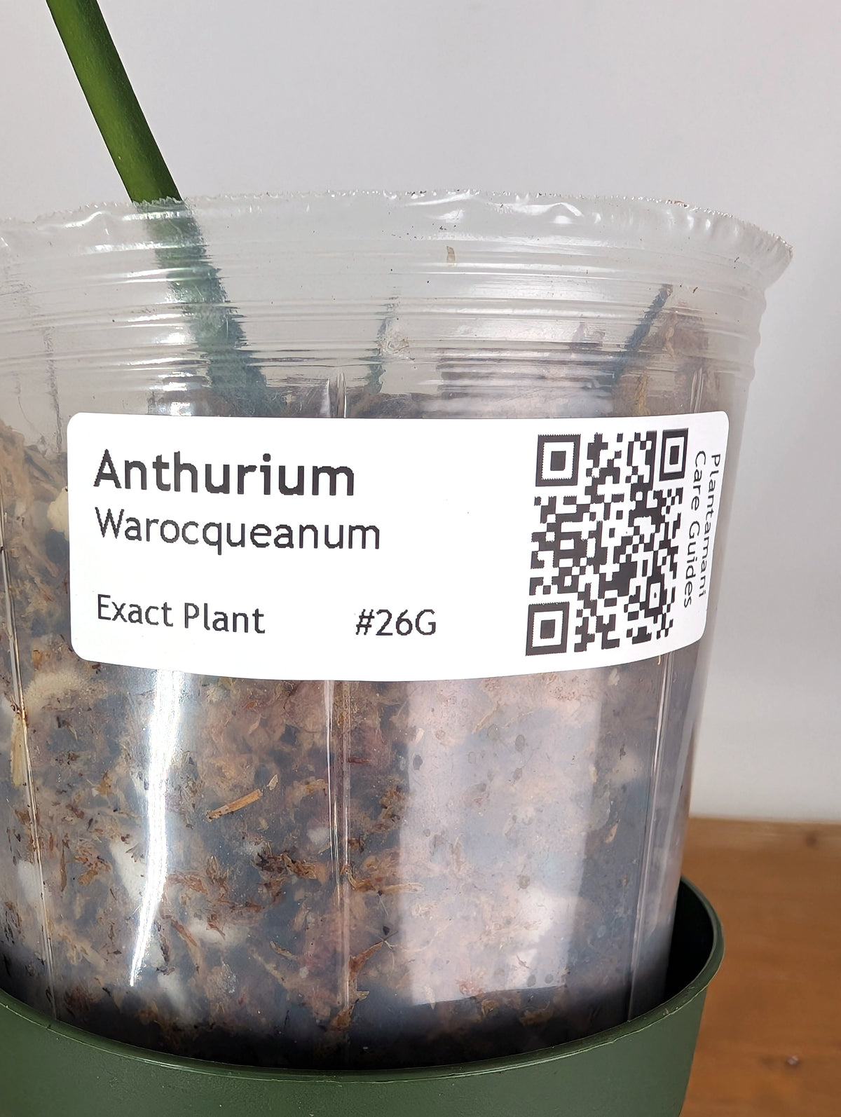 Anthurium Warocqueanum 'Queen' - Exact Plant Single Leaf 4" Pot (#26G)