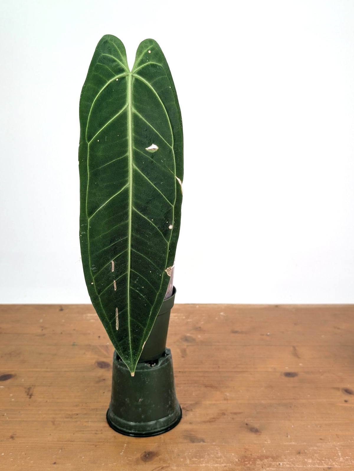 Anthurium Warocqueanum 'Queen' - Exact Plant Single Leaf 4" Pot (#26G)