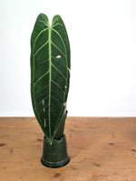 Anthurium Warocqueanum 'Queen' - Exact Plant Single Leaf 4" Pot (#26G)