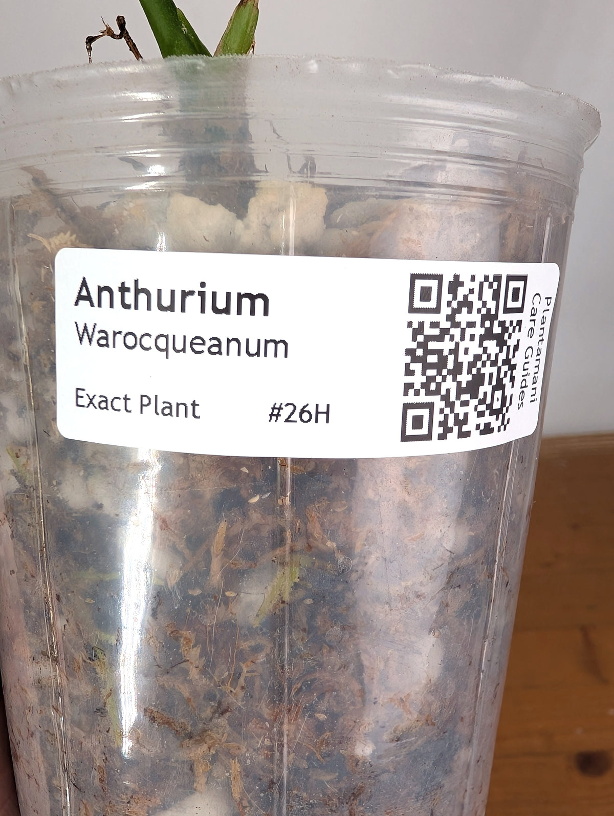 Anthurium Warocqueanum 'Queen' - Exact Plant Single Leaf 4" Pot (#26H)