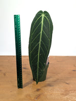 Anthurium Warocqueanum 'Queen' - Exact Plant Single Leaf 4" Pot (#26H)