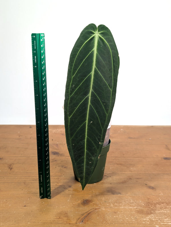 Anthurium Warocqueanum 'Queen' - Exact Plant Single Leaf 4" Pot (#26H)