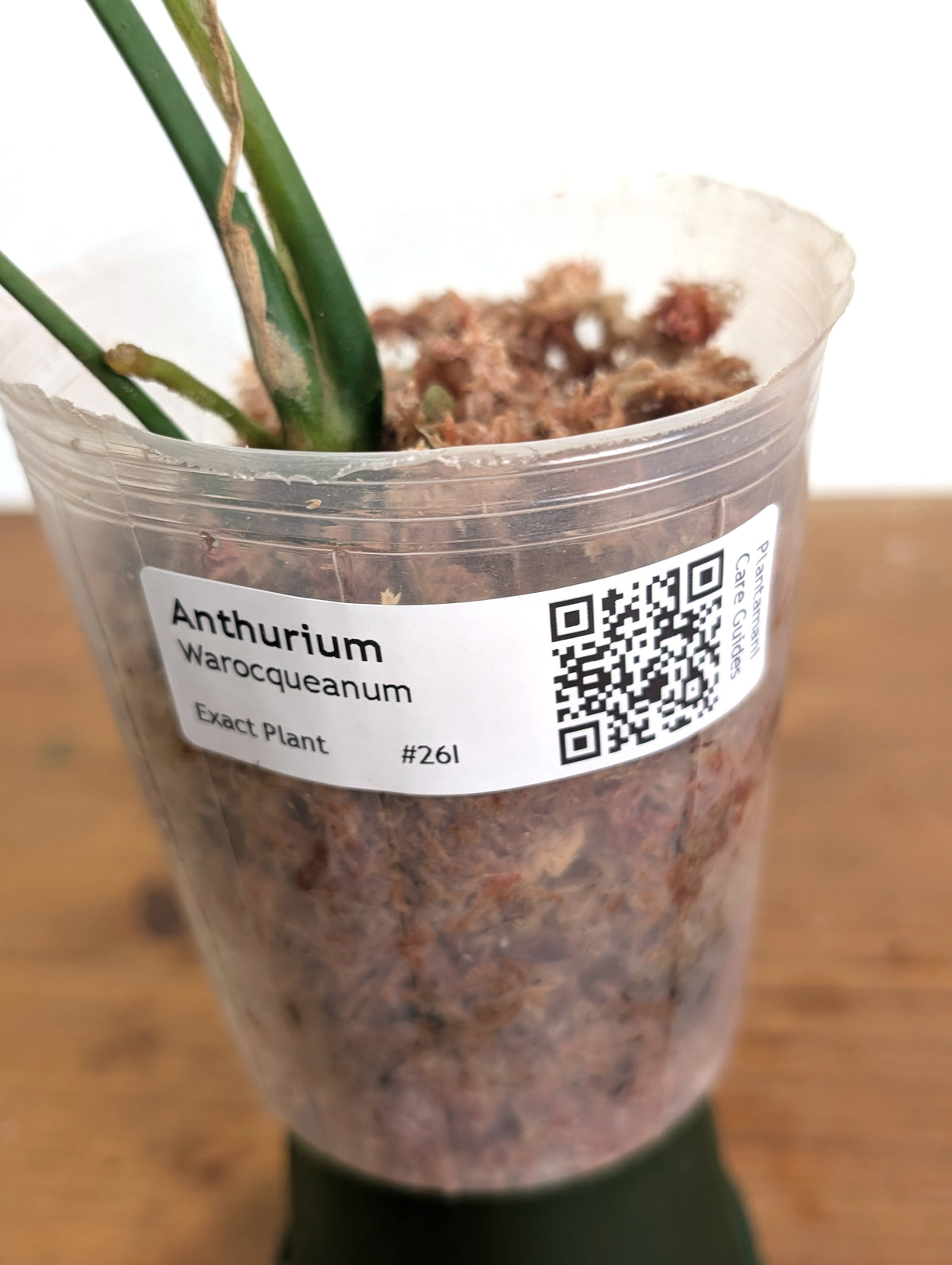 Anthurium Warocqueanum 'Queen' - Exact Plant Narrow Dark 4" Pot (#26I)