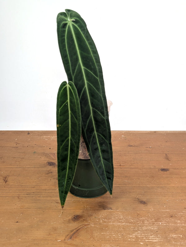 Anthurium Warocqueanum 'Queen' - Exact Plant Narrow Dark 4" Pot (#26I)