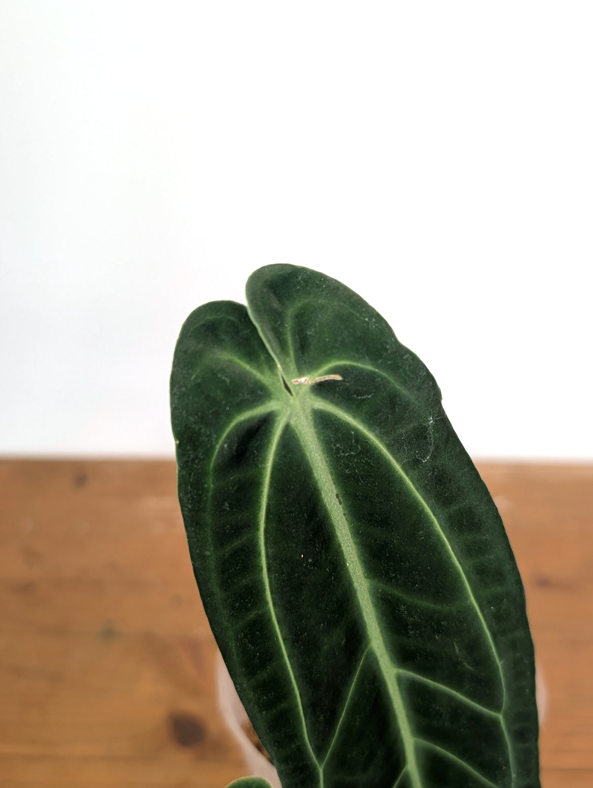 Anthurium Warocqueanum 'Queen' - Exact Plant Narrow Dark 4" Pot (#26I)