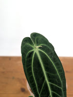 Anthurium Warocqueanum 'Queen' - Exact Plant Narrow Dark 4" Pot (#26I)