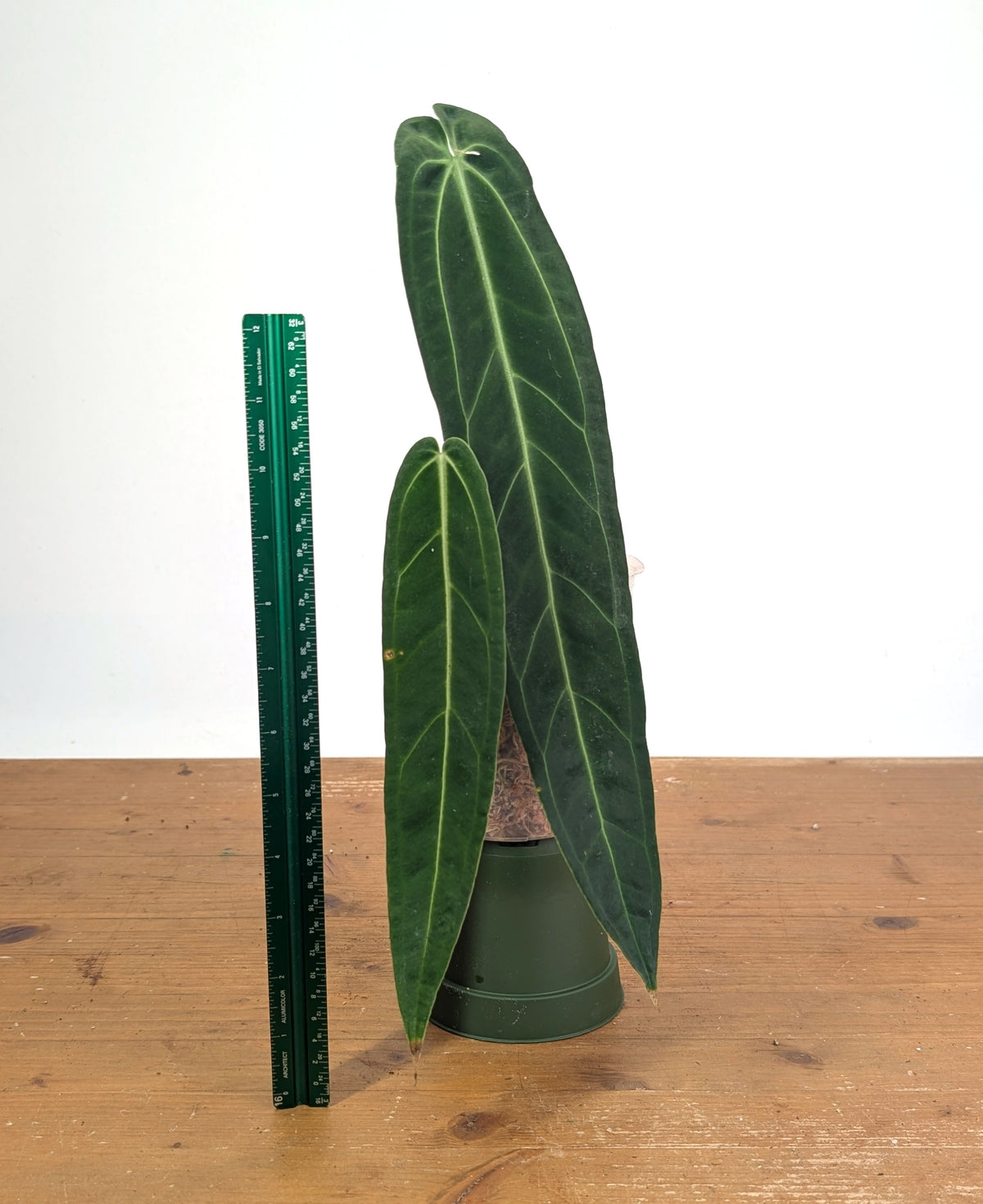 Anthurium Warocqueanum 'Queen' - Exact Plant Narrow Dark 4" Pot (#26I)