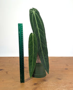 Anthurium Warocqueanum 'Queen' - Exact Plant Narrow Dark 4" Pot (#26I)