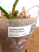 Anthurium Warocqueanum 'Queen' - Exact Plant Narrow Dark 4" Pot (#26J)
