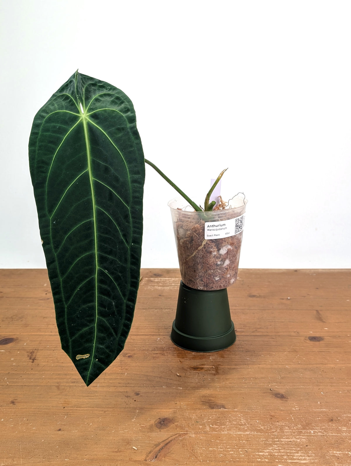 Anthurium Warocqueanum 'Queen' - Exact Plant Narrow Dark 4" Pot (#26J)