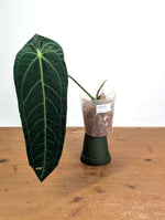 Anthurium Warocqueanum 'Queen' - Exact Plant Narrow Dark 4" Pot (#26J)