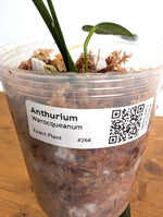Anthurium Warocqueanum 'Queen' - Exact Plant Narrow Dark 4" Pot (#26K)