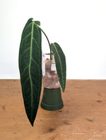 Anthurium Warocqueanum 'Queen' - Exact Plant Narrow Dark 4" Pot (#26K)
