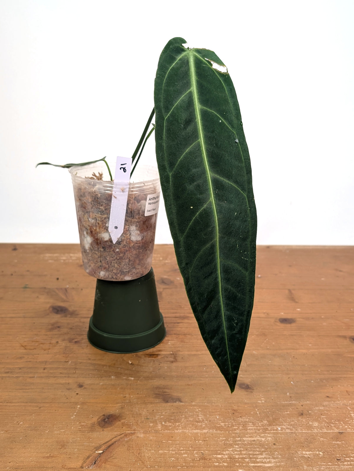 Anthurium Warocqueanum 'Queen' - Exact Plant Narrow Dark 4" Pot (#26K)