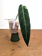 Anthurium Warocqueanum 'Queen' - Exact Plant Narrow Dark 4" Pot (#26K)