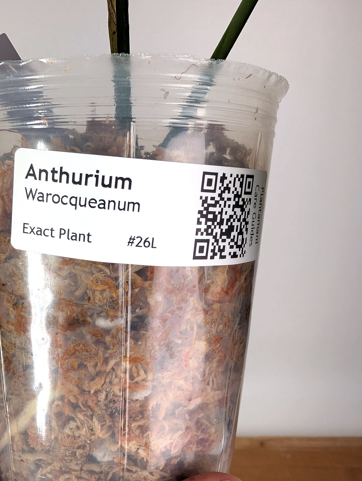 Anthurium Warocqueanum 'Queen' - Exact Plant Narrow Dark 4" Pot (#26L)
