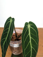 Anthurium Warocqueanum 'Queen' - Exact Plant Narrow Dark 4" Pot (#26L)