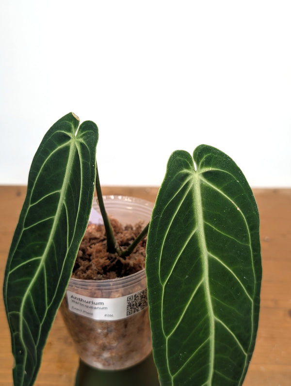 Anthurium Warocqueanum 'Queen' - Exact Plant Narrow Dark 4" Pot (#26L)