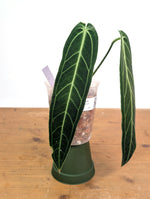 Anthurium Warocqueanum 'Queen' - Exact Plant Narrow Dark 4" Pot (#26L)