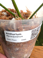 Anthurium Warocqueanum 'Queen' - Exact Plant Narrow Dark 4" Pot (#26M)