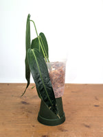 Anthurium Warocqueanum 'Queen' - Exact Plant Narrow Dark 4" Pot (#26M)