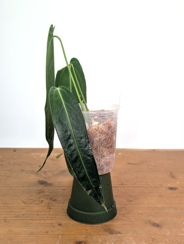 Anthurium Warocqueanum 'Queen' - Exact Plant Narrow Dark 4" Pot (#26M)