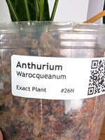 Anthurium Warocqueanum 'Queen' - Exact Plant Narrow Dark 4" Pot (#26N)