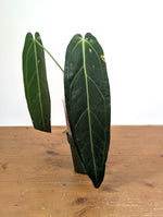 Anthurium Warocqueanum 'Queen' - Exact Plant Narrow Dark 4" Pot (#26N)