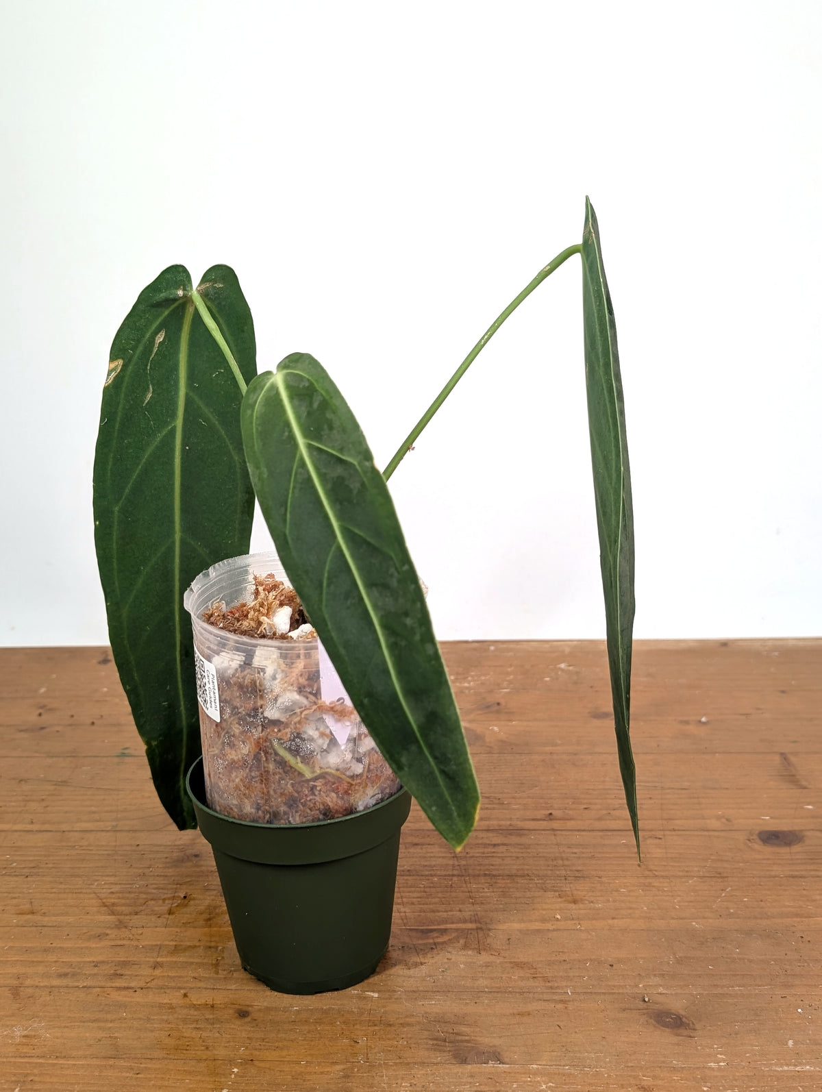 Anthurium Warocqueanum 'Queen' - Exact Plant Narrow Dark 4" Pot (#26N)