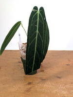 Anthurium Warocqueanum 'Queen' - Exact Plant Narrow Dark 4" Pot (#26N)