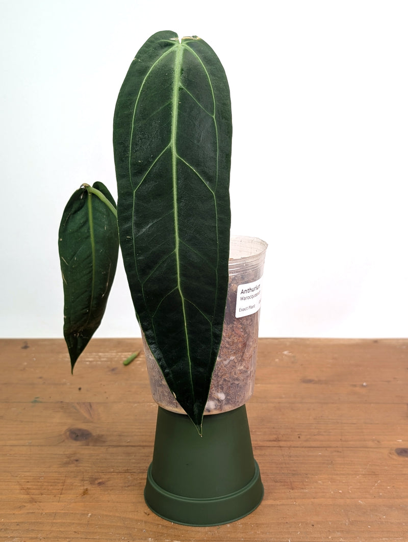 Anthurium Warocqueanum 'Queen' - Exact Plant Narrow Dark 4" Pot (#26O)
