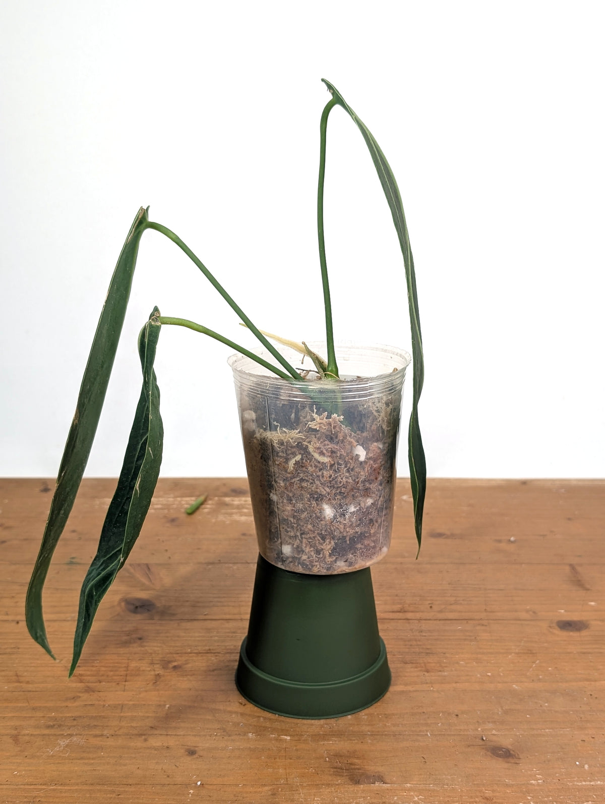 Anthurium Warocqueanum 'Queen' - Exact Plant Narrow Dark 4" Pot (#26O)