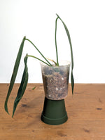 Anthurium Warocqueanum 'Queen' - Exact Plant Narrow Dark 4" Pot (#26O)