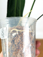 Anthurium Warocqueanum 'Queen' - Exact Plant Narrow Dark 4" Pot (#26O)