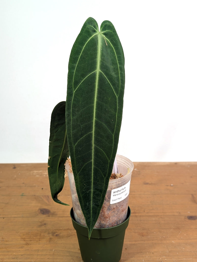 Anthurium Warocqueanum 'Queen' - Exact Plant Narrow Dark 4" Pot (#26P)