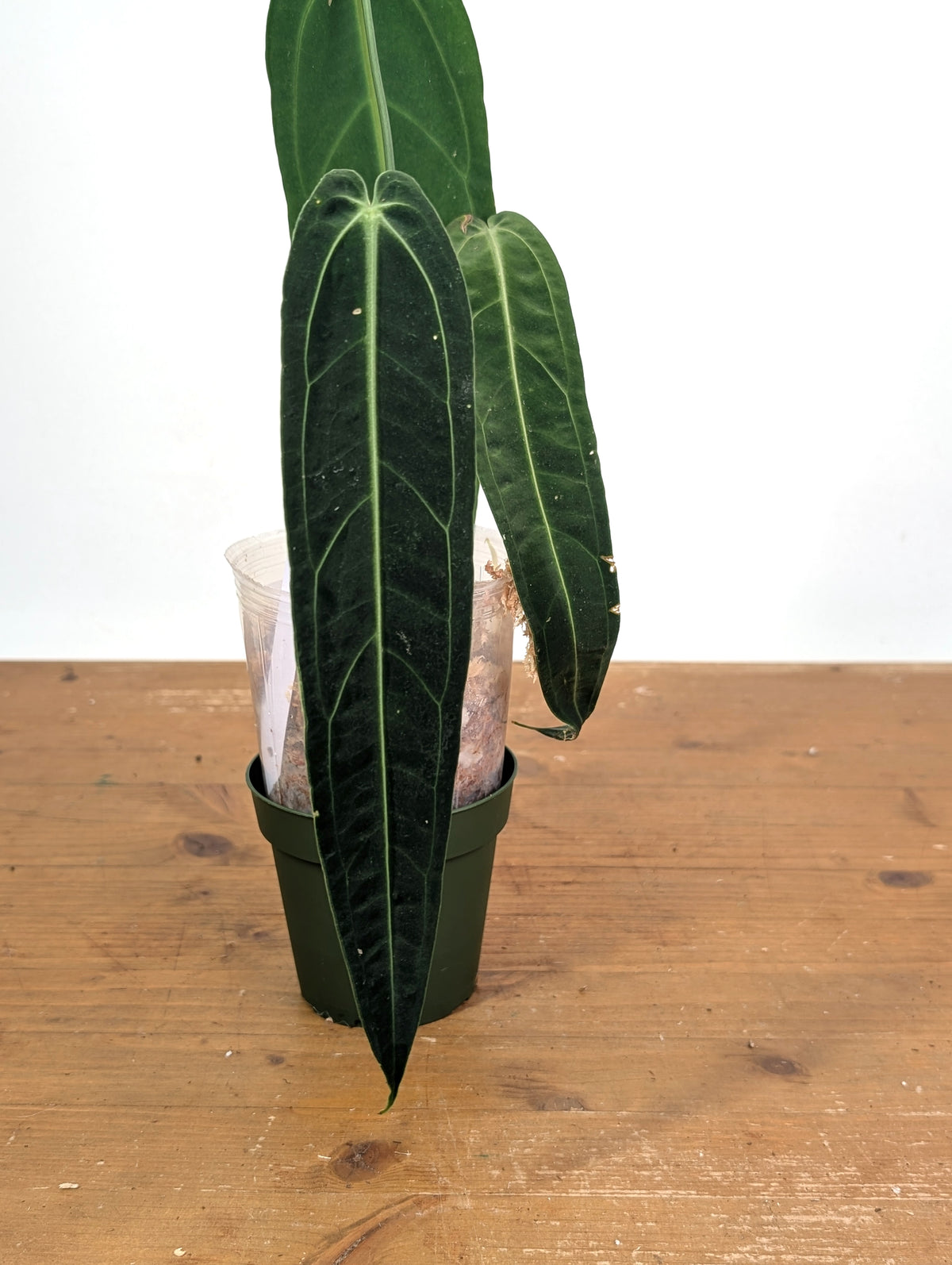 Anthurium Warocqueanum 'Queen' - Exact Plant Narrow Dark 4" Pot (#26P)