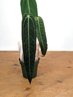 Anthurium Warocqueanum 'Queen' - Exact Plant Narrow Dark 4" Pot (#26P)