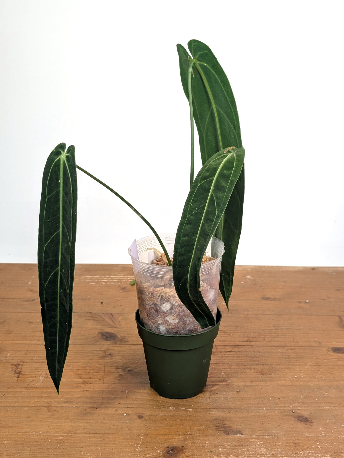 Anthurium Warocqueanum 'Queen' - Exact Plant Narrow Dark 4" Pot (#26P)