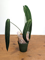 Anthurium Warocqueanum 'Queen' - Exact Plant Narrow Dark 4" Pot (#26P)