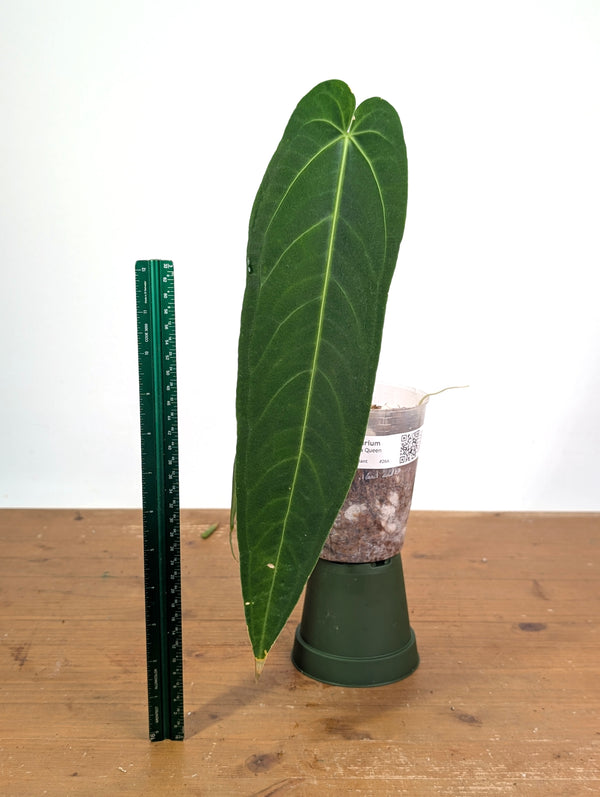 Anthurium Zamora Queen - Exact Plant XL Mature #26A
